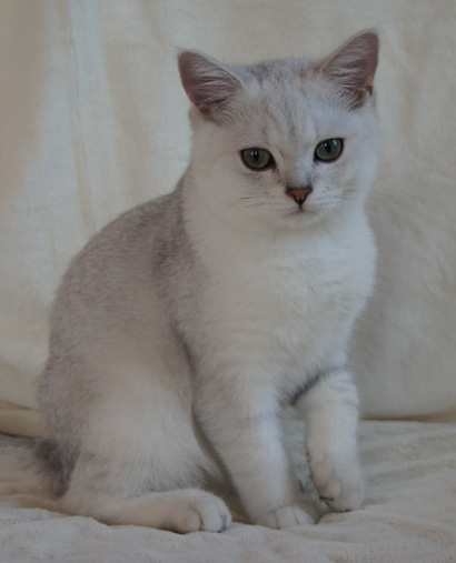 британский серебристый котенок Filipp Peppercats