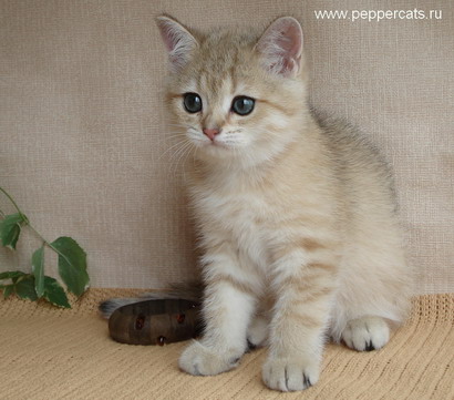 британский котенок золотая шиншилла Uprise Peppercats