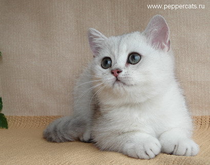 британский котенок шиншилла Taylor Peppercats