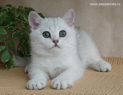 британский котенок шиншилла Taylor Peppercats