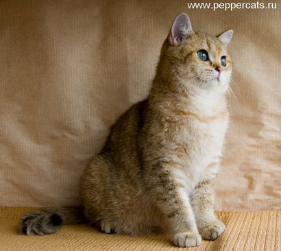 британская короткошерстная кошка Uprise Peppercats