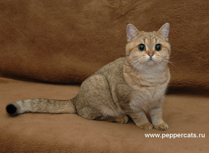 British shorthaired golden shaded cat