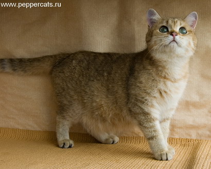 британская кошка золотого окраса Uprise Peppercats