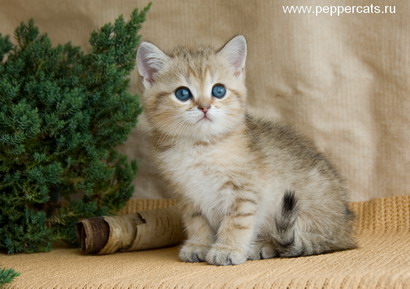 котенок золотой британской шиншиллы Marmelad Peppercats