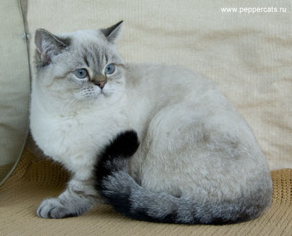 британская короткошерстная кошка Persephona Peppercats