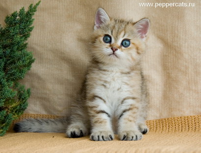 британский котенок золотого окраса Ingle Peppercats