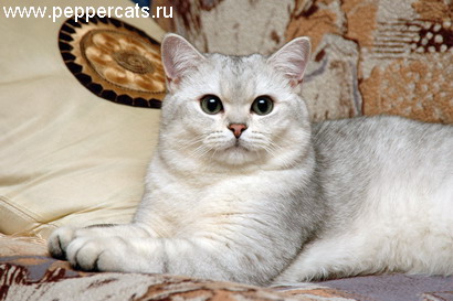 британский кот серебристая шиншилла