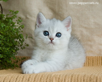 британский котенок серебристая шиншилла Martini Peppercats