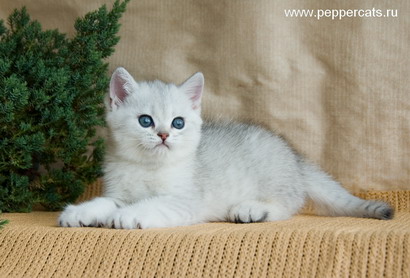 британский котенок серебристого окраса Martini Peppercats