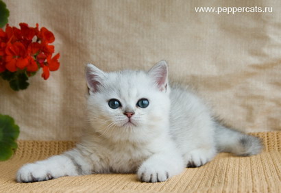 британский котенок серебристая шиншилла Ivan Peppercats