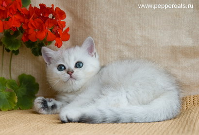 британский котенок Ivan Peppercats