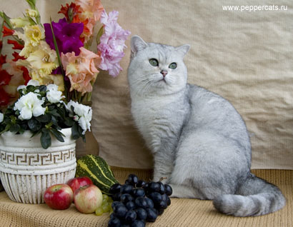 британский серебристый кот Kay Peppercats