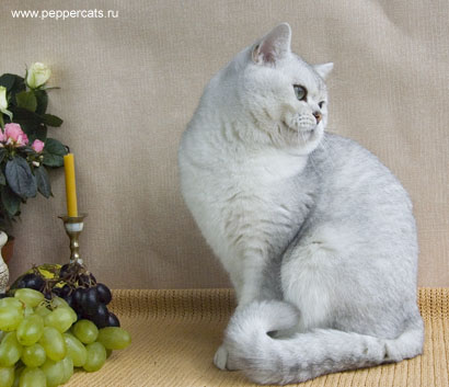 британская кот шиншилла Bay Bars Peppercats