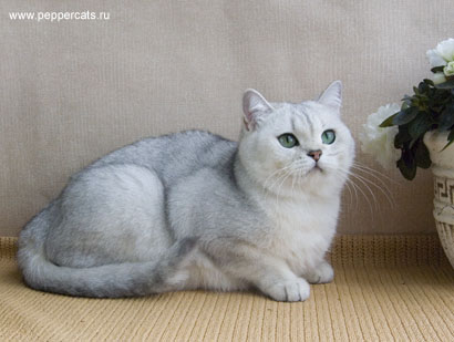 британская кошка шиншилла Younona Peppercats