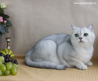 британская короткошерстная кошка Younona Peppercats