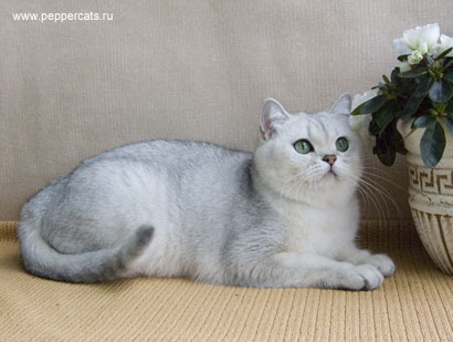 британская кошка серебристого окраса Younona Peppercats