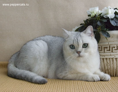 британская шиншилла Younona Peppercats