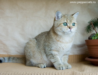 британская кошка золотого окраса Uprise Peppercats