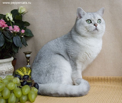 британский кот голубого серебристого окраса