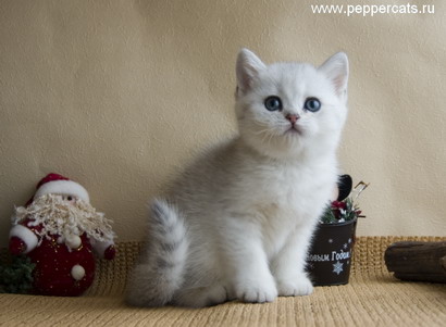 британский котёнок серебристого окраса Queen of Beauty Peppercats