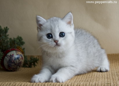 британский котёнок серебристого окраса Quadra Peppercats