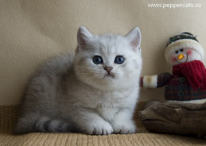 британский котёнок серебристого окраса Quozimo del Fiori Peppercats