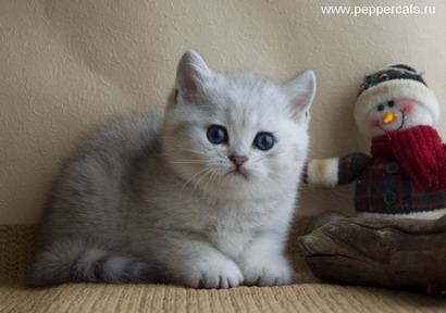 британский котёнок серебристого окраса Quozimo del Fiori Peppercats