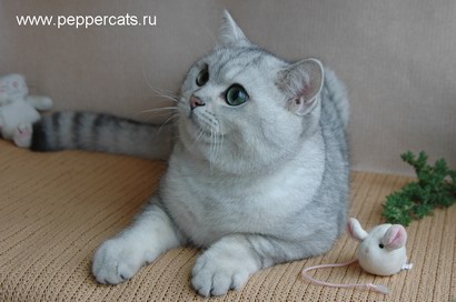 кот британец Kay Peppercats