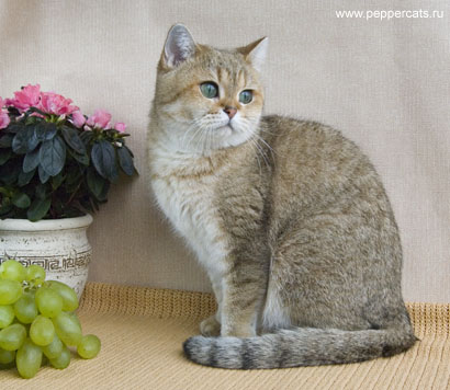 британская кошка золотого окраса Helia Peppercats