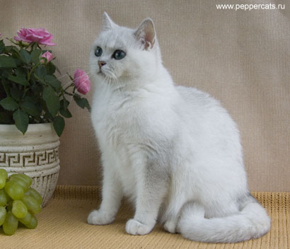 британская кошка шиншилла Petunia Snow Queen