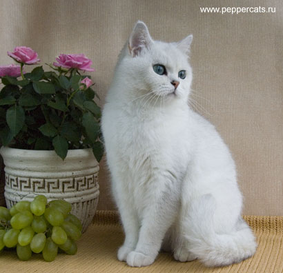 британская кошка серебристого окраса Petunia Snow Queen