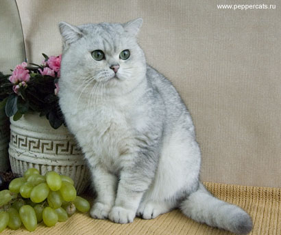 британский кот серебристого окраса Kay Peppercats