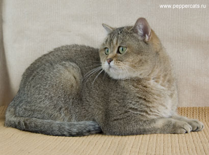 британская короткошерстная кошка Germiona Peppercats