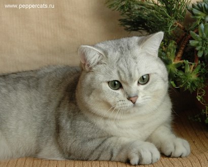 Британский кот