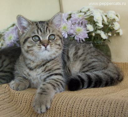 британский котенок Amur Peppercats окрас brown spotted