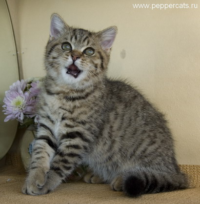 британский котенок Amur Peppercats окрас brown spotted