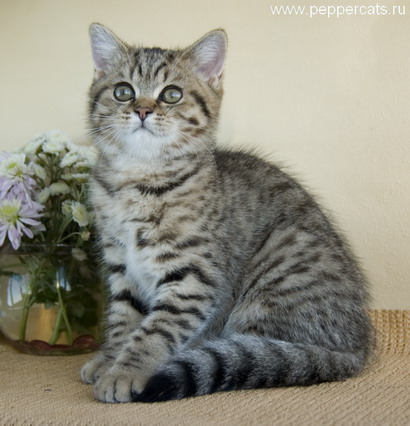 британский котенок Amur Peppercats окрас brown spotted