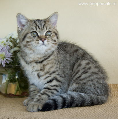 британский котенок Amur Peppercats окрас brown spotted