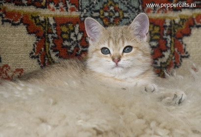 британский котенок золотая шиншилла Uprise Peppercats