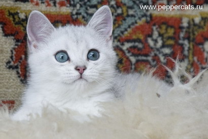 британский котенок серебристая шиншилла Urbane Peppercats