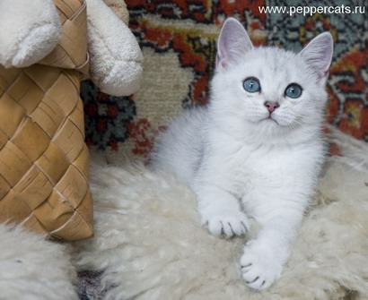 британский котенок серебристая шиншилла Urbane Peppercats