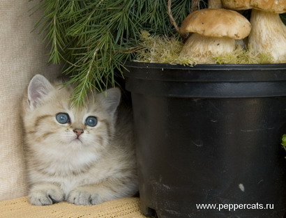 Британский котёнок золотая шиншилла X-Spicy Peppercats