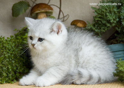 Британский котенок серебристая шиншилла X-Ice Peppercats