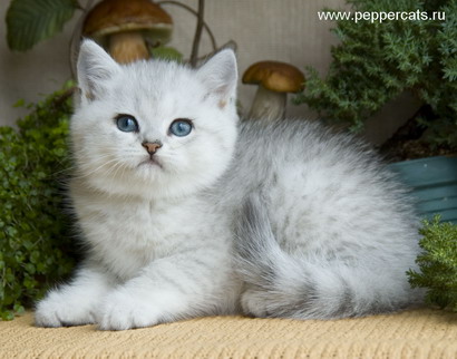 Британский котенок серебристая шиншилла X-Ice Peppercats