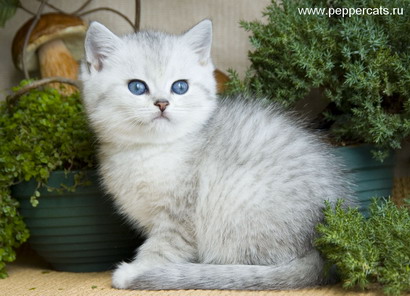 Британский котенок серебристая шиншилла Xanfa Peppercats