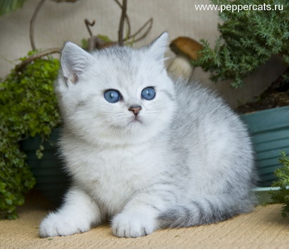 Котенок серебристая шиншилла Xanfa Peppercats