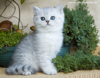 Британский серебристый котенок X-Ici Peppercats