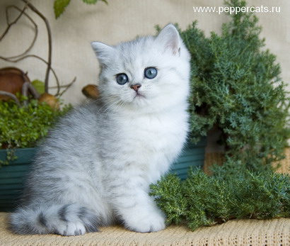 Британский серебристый котенок X-Ici Peppercats