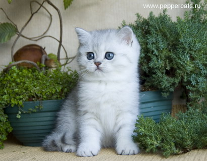 Британский котенок X-Ici Peppercats