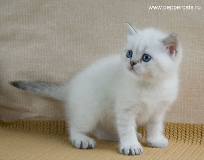 британский котенок колорного окраса Princess Peppercats